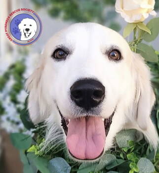 Rescue Great Pyrenees Dogs for Adoption in Spring, Texas - Helena | PetCurious