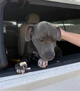 WINSTON -  Pit Bull Terrier and Mixed Breed Dog for Adoption in Killeen, Texas - WINSTON | PetCurious