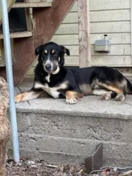 Labrador Retriever and Black And Tan Coonhound Dogs Available for Adoption in Lake Wylie, South Carolina - Henley | PetCurious