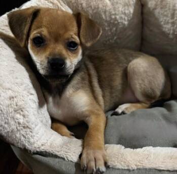 Terrier and Yorkshire Terrier Dogs Available for Adoption - MISSY | PetCurious