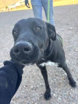 Stella Monroe (Purple*) -  Labrador Retriever and Mixed Breed Dog for Adoption in El Paso, Texas - Stella Monroe (Purple*) | PetCurious