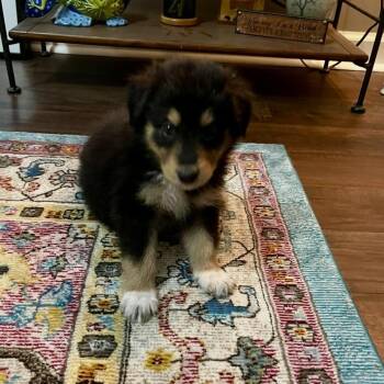 Tippy -  Bernese Mountain Dog and Australian Shepherd Dog for Adoption - Tippy | PetCurious