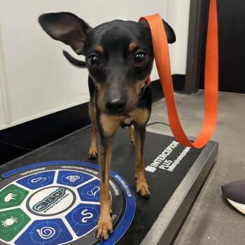 Chocolate -  Chihuahua and Rat Terrier Dog for Adoption in Tampa, Florida - Chocolate | PetCurious