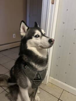 Kylo -  Husky Dog for Adoption in Acushnet, Massachusetts - Kylo | PetCurious