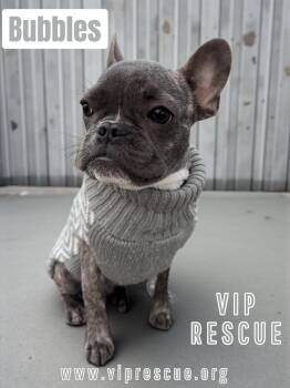 Bubbles / Redington Beach -  French Bulldog and Boston Terrier Dog for Adoption in Redington Beach, Florida - Bubbles / Redington Beach | PetCurious