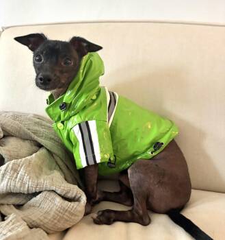 Big Poppa -  Xoloitzcuintli Mexican Hairless Dog for Adoption - Big Poppa | PetCurious