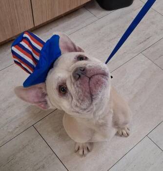 Dharma -  French Bulldog Dog for Adoption in Pompano Beach, Florida - Dharma | PetCurious
