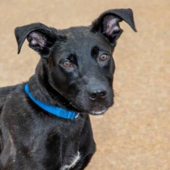 CHESTNUT -  Pit Bull Terrier and Mixed Breed Dog for Adoption in St. Louis, Missouri - CHESTNUT | PetCurious