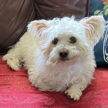 Peanut -  Yorkshire Terrier and Bichon Frise Dog for Adoption in Albany, New York - Peanut | PetCurious