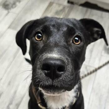 Kiki (20260802-01) -  Labrador Retriever Dog for Adoption in Niagara Falls, Ontario - Kiki (20260802-01) | PetCurious