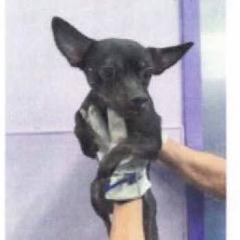 Chihuahua Dogs Available for Adoption - Bat | PetCurious