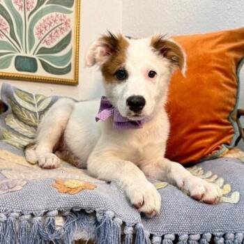 Poppy Jean Penelope -  German Shepherd Dog and Australian Shepherd Dog Available for Adoption in Friendswood, Texas - Poppy Jean Penelope | PetCurious