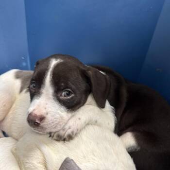 07/18/2026-Stray-MilgenRoad-5 -  Mixed Breed Dog for Adoption in Columbus, Georgia - 07/18/2026-Stray-MilgenRoad-5 | PetCurious
