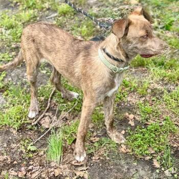 Belgian Shepherd Malinois and Mixed Breed Dogs Available for Adoption in Lucedale, Mississippi - YOSHI | PetCurious