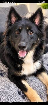 Bruno -  Siberian Husky Dog for Adoption in Burnaby, British Columbia - Bruno | PetCurious