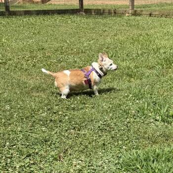 Chica -  Chihuahua Dog for Adoption in Austell, Georgia - Chica | PetCurious