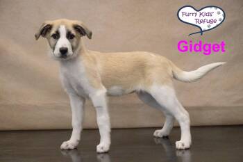 Gidget : UPDATED -  Great Pyrenees and Anatolian Shepherd Dog for Adoption in Lee