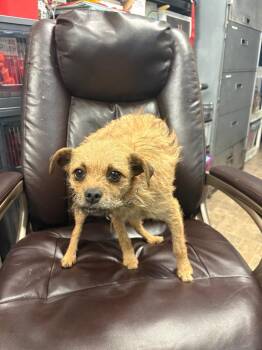 Chihuahua and Terrier Dogs Available for Adoption - Panini | PetCurious