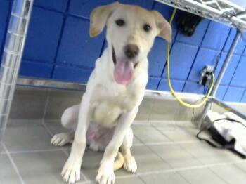 MIGGO -  Labrador Retriever and Mixed Breed Dog for Adoption in Albuquerque, New Mexico - MIGGO | PetCurious