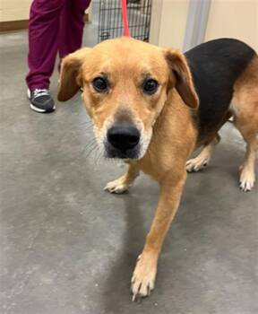 Rescue German Shepherd Dog and Mixed Breed Dogs for Adoption in Texas City, Texas - BELLE | PetCurious