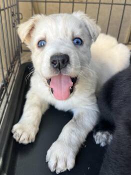 Rescue Husky and Mixed Breed Dogs for Adoption in Gilbert, South Carolina - Hattie | PetCurious