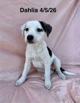 Dahlia -  Staffordshire Bull Terrier and Shepherd Dog for Adoption in Thornton, Colorado - Dahlia | PetCurious