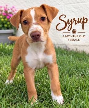 Syrup -  Mixed Breed Dog for Adoption in Kingsland, Georgia - Syrup | PetCurious