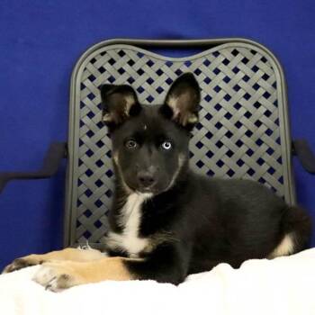 Siberian Husky and Shepherd Dogs Available for Adoption in Fort Davis, Texas - Maverick | PetCurious