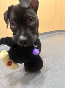 Pit Bull Terrier Dogs Available for Adoption - Donner | PetCurious