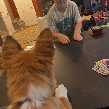 Zephyr -  Cardigan Welsh Corgi and Chihuahua Dog for Adoption in Shorewood, Illinois - Zephyr | PetCurious