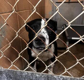 Rex -  American Bulldog Dog Available for Adoption in Gautier, Mississippi - Rex | PetCurious