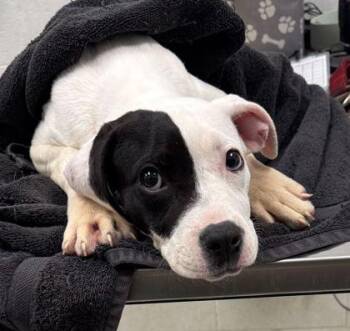 Pit Bull Terrier and Mixed Breed Dogs Available for Adoption in Kansas City, Missouri - Kitty | PetCurious