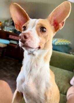 Duckie -  Chihuahua and Dachshund Dog for Adoption in Bloomfield, Connecticut - Duckie | PetCurious