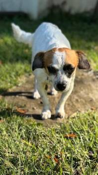Rescue Dachshund and Spaniel Dogs for Adoption in Memphis, Tennessee - Piper | PetCurious