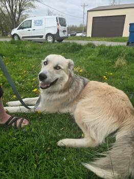 Blue -  Husky and Mixed Breed Dog for Adoption in Louisville, Illinois - Blue | PetCurious