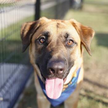 GRUM -  Shepherd and Mixed Breed Dog for Adoption in San Antonio, Texas - GRUM | PetCurious