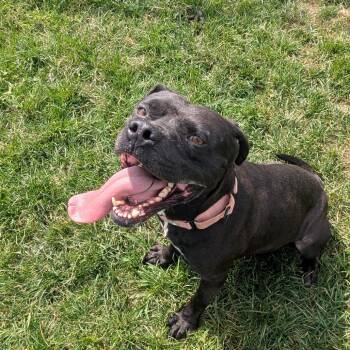 Forrest -  Staffordshire Bull Terrier Dog for Adoption in Harrisonburg, Virginia - Forrest | PetCurious