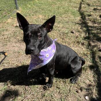 Rescue American Staffordshire Terrier Dogs for Adoption in Pittsburgh, Pennsylvania - Peach | PetCurious