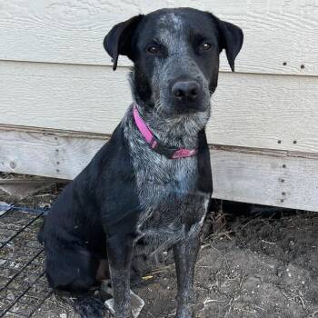 Australian Cattle Dog Blue Heeler Dogs Available for Adoption - Ginkgo | PetCurious