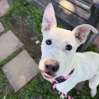 Oogie Boogie -  Mixed Breed Dog for Adoption in Philadelphia, Pennsylvania - Oogie Boogie | PetCurious