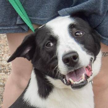 Border Collie and Black Labrador Retriever Dogs Available for Adoption in Huntley, Illinois - Sally Sue | PetCurious