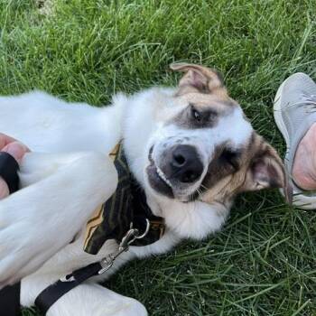 Frankie -  Mixed Breed Dog for Adoption in Spokane, Washington - Frankie | PetCurious