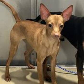 Olivia -  Miniature Pinscher and Mixed Breed Dog for Adoption in Tampa, Florida - Olivia | PetCurious