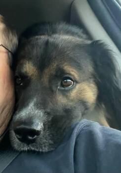 Ronnie -  Australian Shepherd Dog for Adoption in Winter Park, Colorado - Ronnie | PetCurious