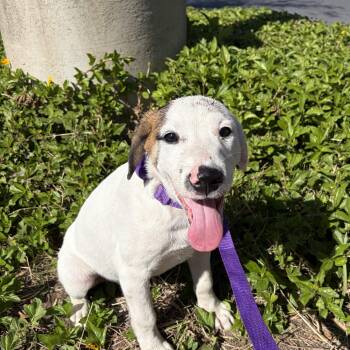 Rescue Labrador Retriever Dogs for Adoption in Harlingen, Texas - Lucas | PetCurious