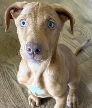 Peeta -  Mixed Breed Dog for Adoption in Maineville, Ohio - Peeta | PetCurious