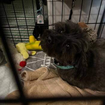 Lenny 4 -  Terrier and Mixed Breed Dog for Adoption in North Myrtle Beach, South Carolina - Lenny 4 | PetCurious