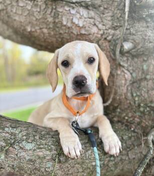 Rescue Basset Hound Dogs for Adoption in Taghkanic, New York - Annie | PetCurious