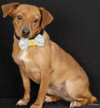 Feist Dogs Available for Adoption in Newland, North Carolina - Dory | PetCurious
