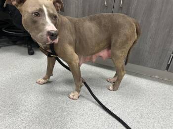 A387643 -  Pit Bull Terrier and Mixed Breed Dog for Adoption in Ocala, Florida - A387643 | PetCurious